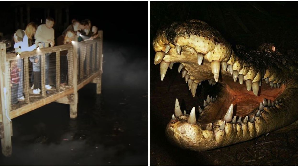 Gatorland Orlando Nighttime Adventure Has You Face Alliagtors With Only A Flashlight