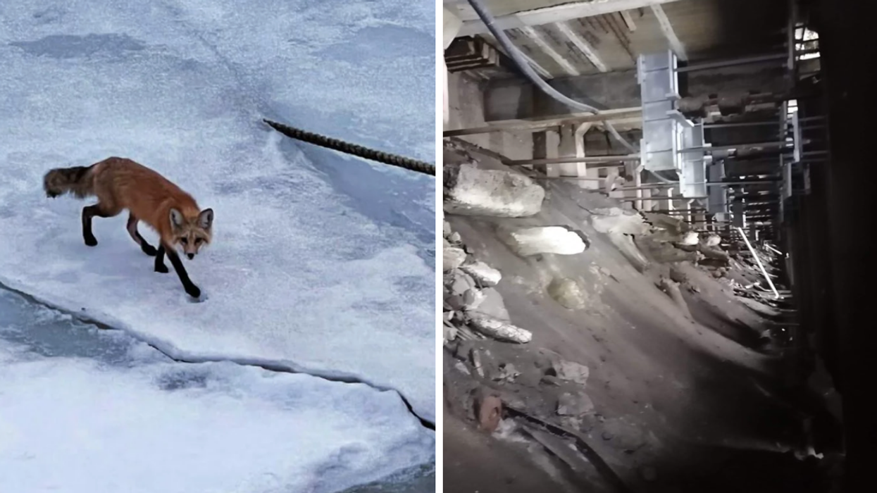 Gauche : Le renard du Vieux-Port. Droite : Sauvetage Animal Rescue en action.