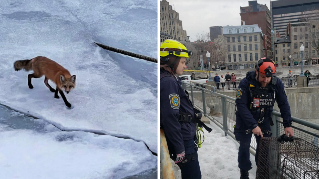 Gauche : Le renard sur la glace du Vieux-Port de Montréal. Droite : L'équipe de Sauvetage Animal Rescue.