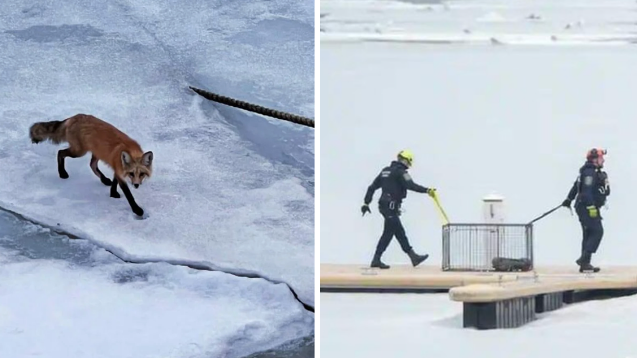 Gauche : Un renard coincé sur la glace à Montréal. Droite : Sauvetage Animal Rescue en action.