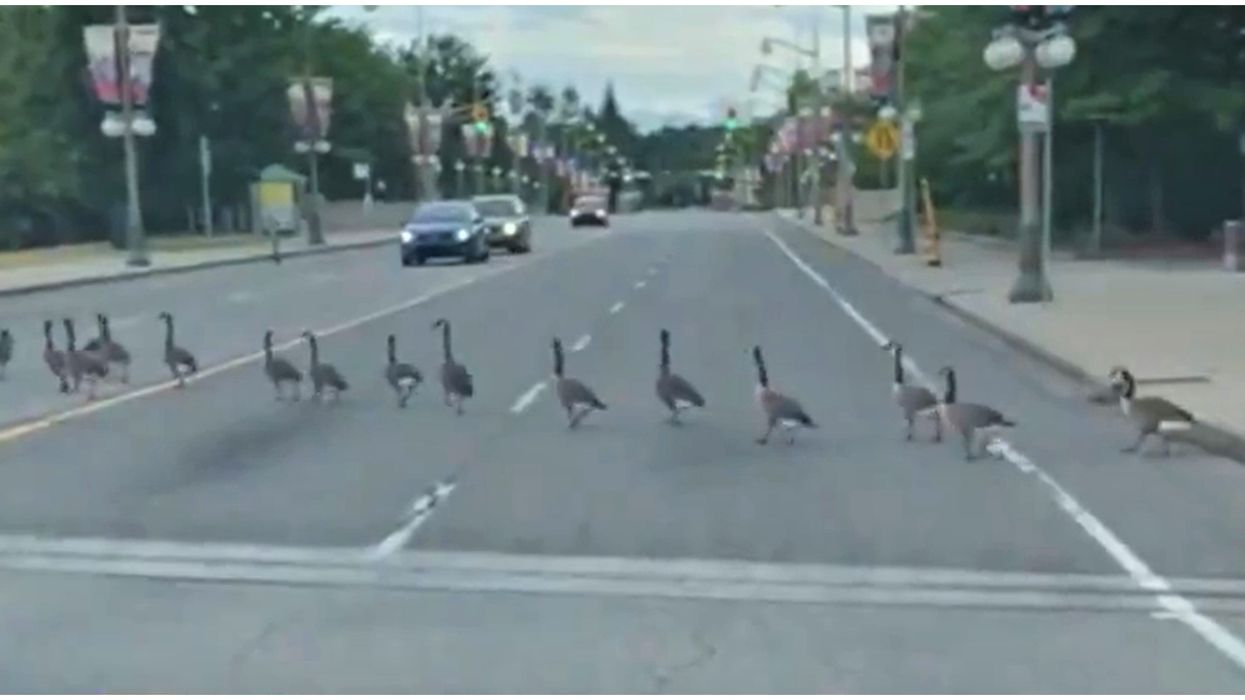 Geese Crossing An Ottawa Street And Blocking Traffic Is The Most Canadian Thing Ever