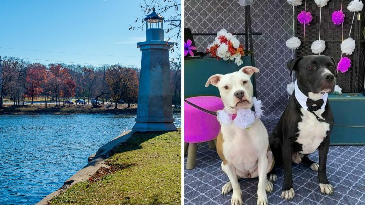 Geneva, IL. Right: A dog couple wearing wedding attire.