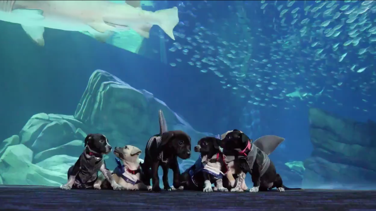 Georgia Aquarium Atlanta Humane Society