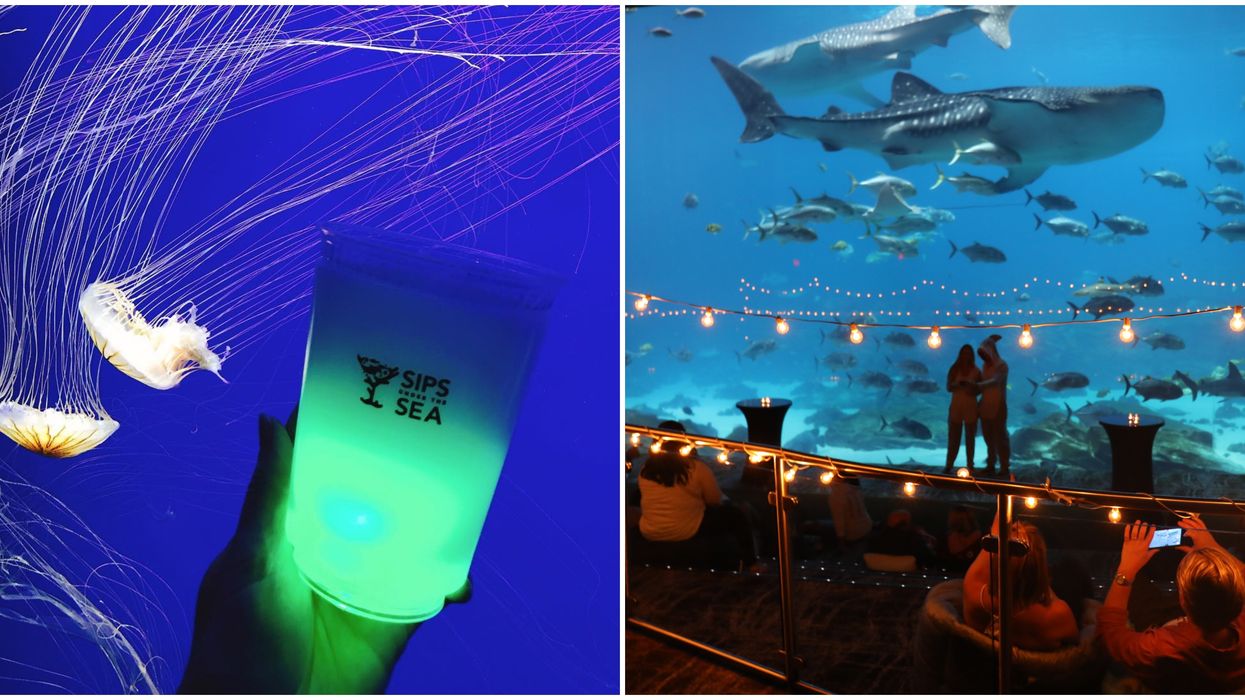 Georgia Aquarium Atlanta Sips Under The Sea Holidays