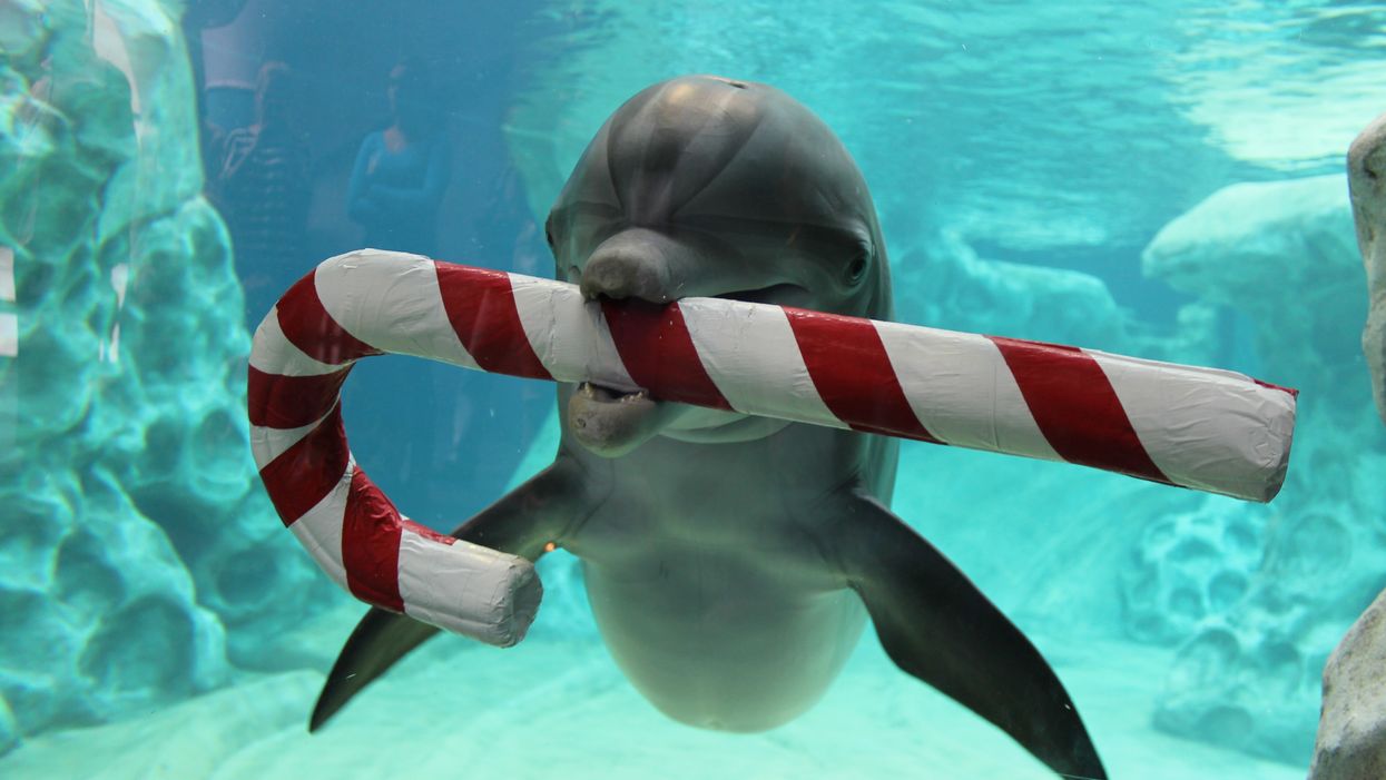 Georgia Aquarium Holiday Party Atlanta