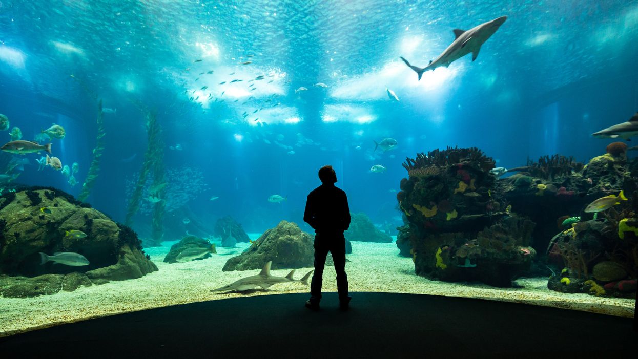 Georgia Aquarium In Atlanta New 1.2 Million Gallon Shark Tank Is Coming This Fall