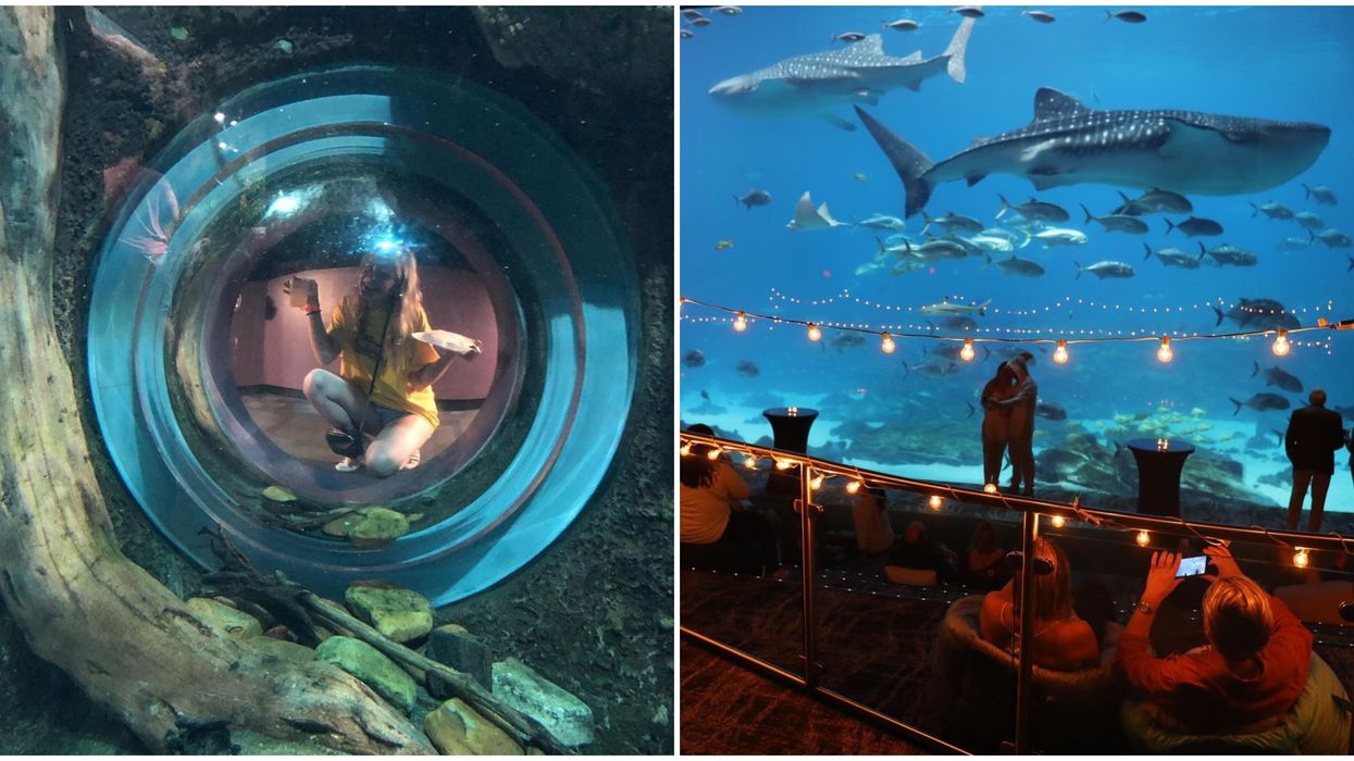 Georgia Aquarium Is Giving An Adults Only Sneak Peak Of New Shark Exhibit In October