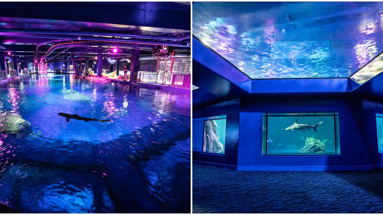 Georgia Aquarium Sharks Atlanta