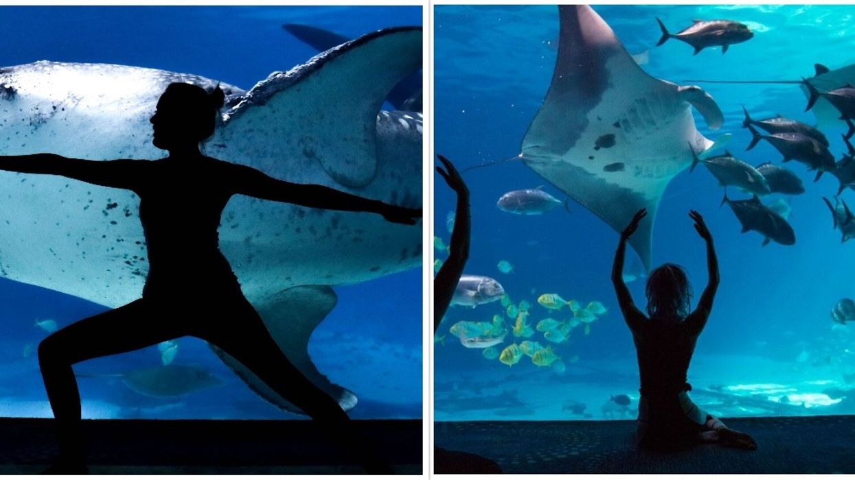 Georgia Aquarium Yoga Class Atlanta