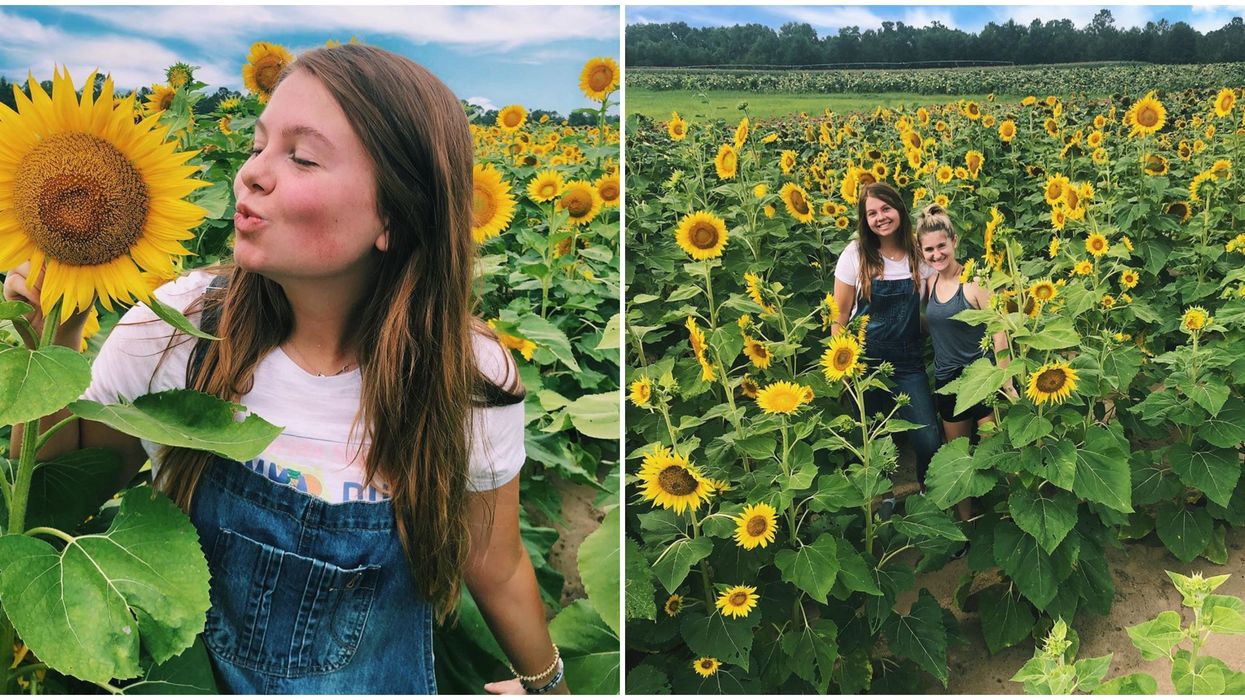 Georgia Long Farms U-Pick Sunflower Field Is Perfect For Affordable Summer Adventures