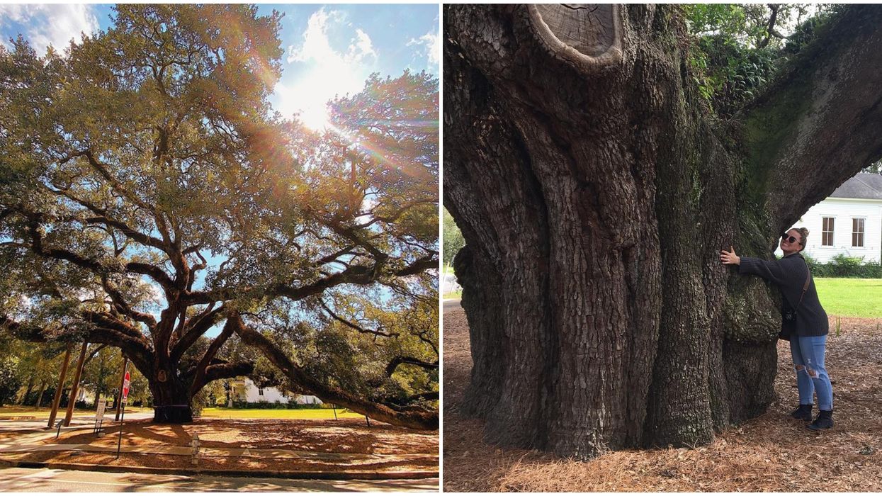Georgia Park The Big Oak Is Free To Visit And Is Magically Enchanting