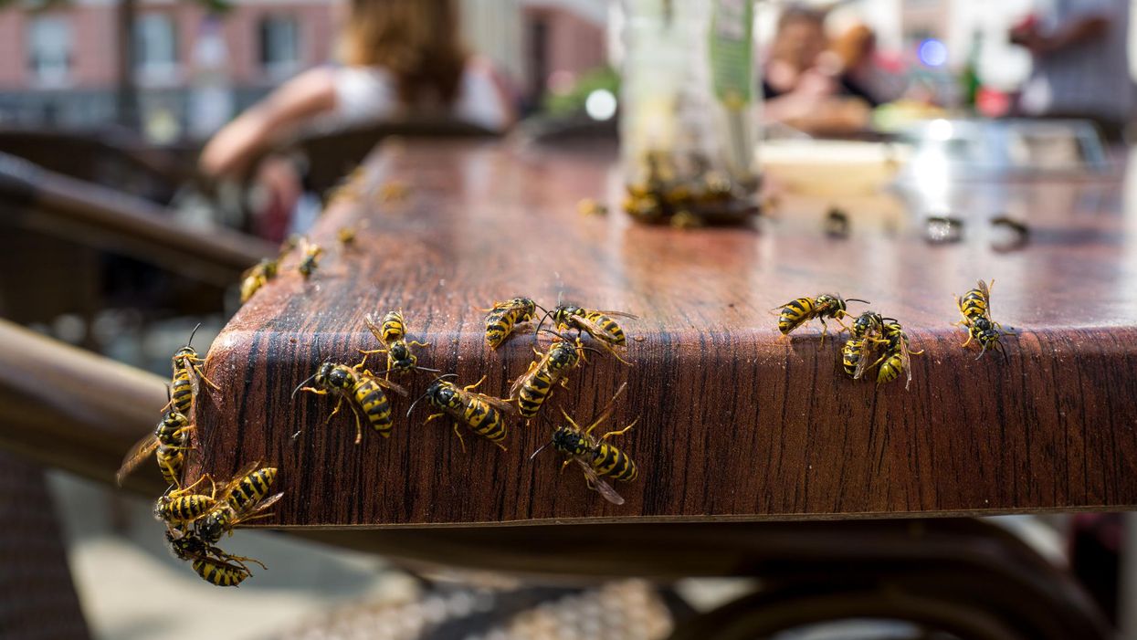Get Rid Of Wasps With These Summertime Hacks, Expert Says