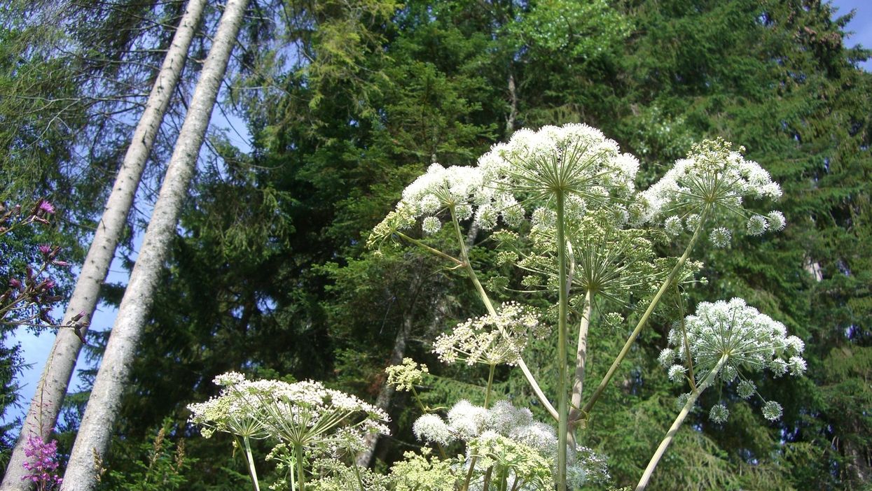 Giant Hogweed Is About To Bloom In Canada & Its Sap Can Cause Severe Burns