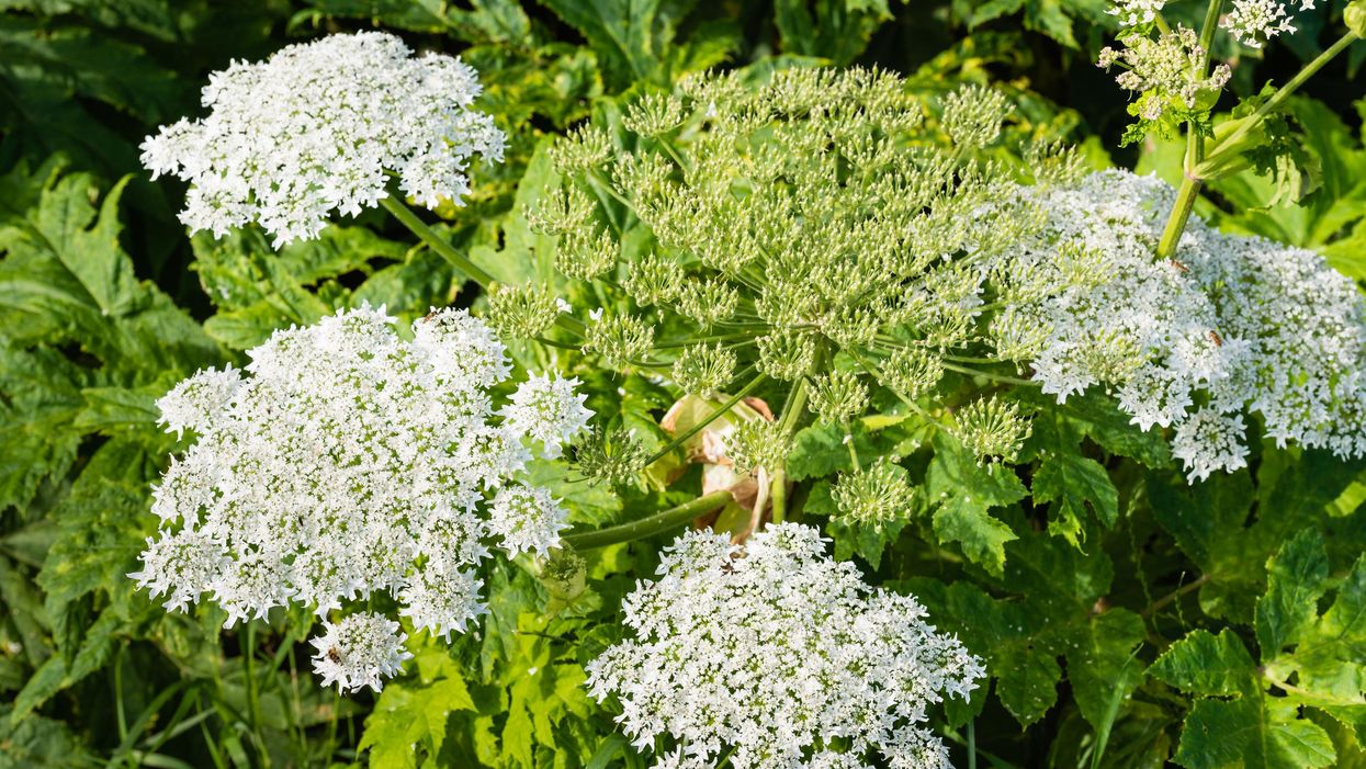 Giant hogweed.