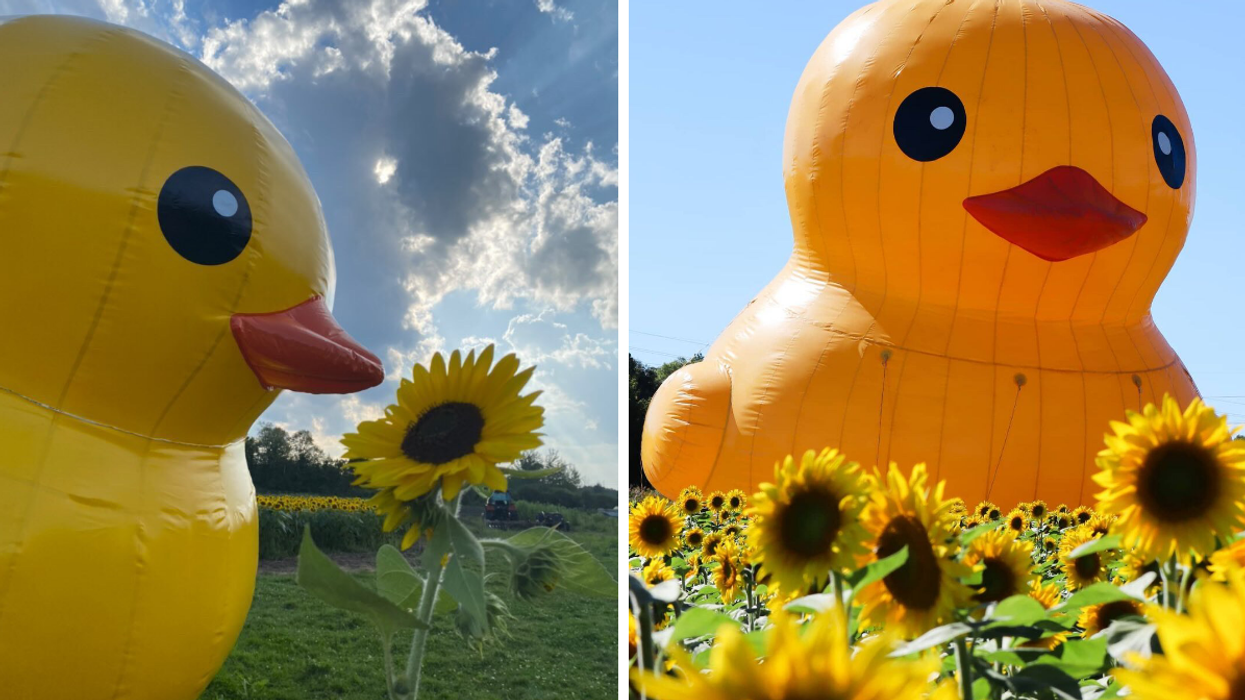 Giant inflatable rubber duck in an Ontario sunflower field.