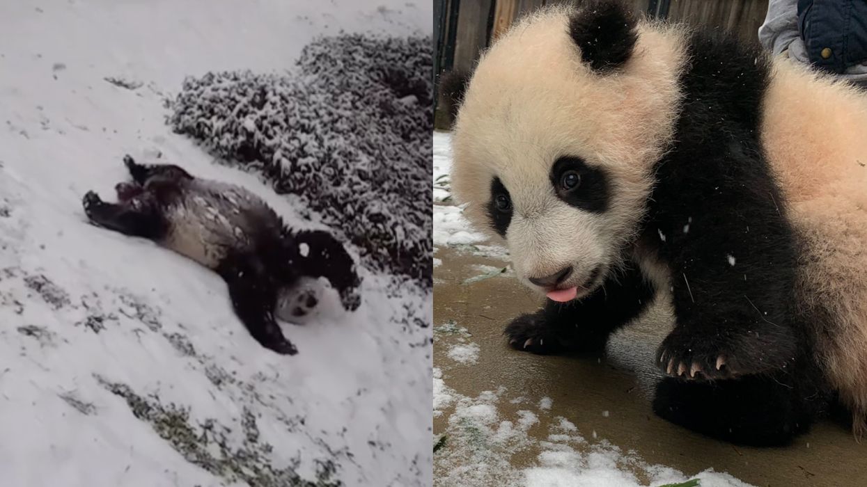 Giant Panda Family In The Snow Had The Best Time Rolling, Sliding & Tumbling (VIDEO)