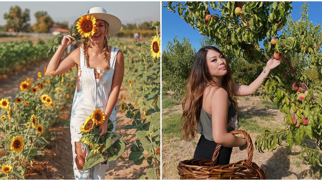 Gilcrease Orchard In Las Vegas Lets You Pick Your Own Fruits & Flowers