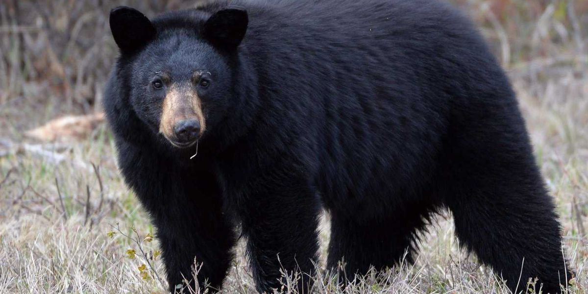 Bear attacks three-year-old girl playing on deck outside home in Maple Ridge, B.C. Bear attacks three-year-old girl playing on deck outside home in Maple Ridge, B.C.