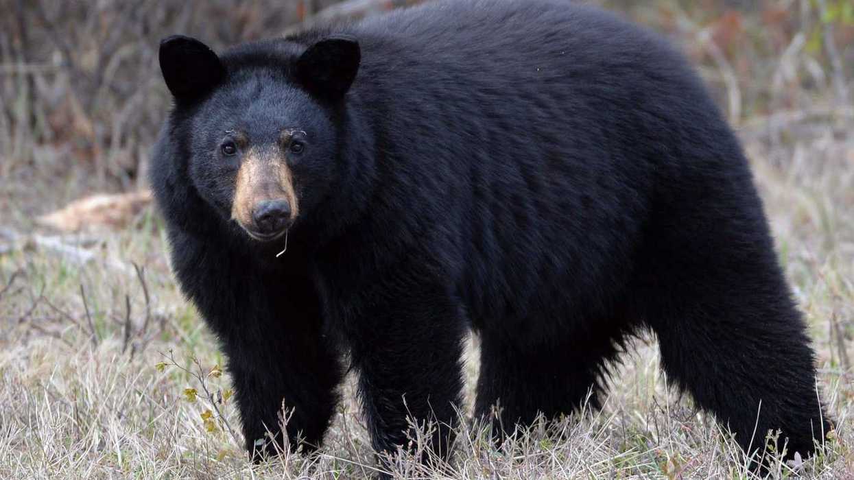 Girl, 3, attacked by black bear outside B.C. home