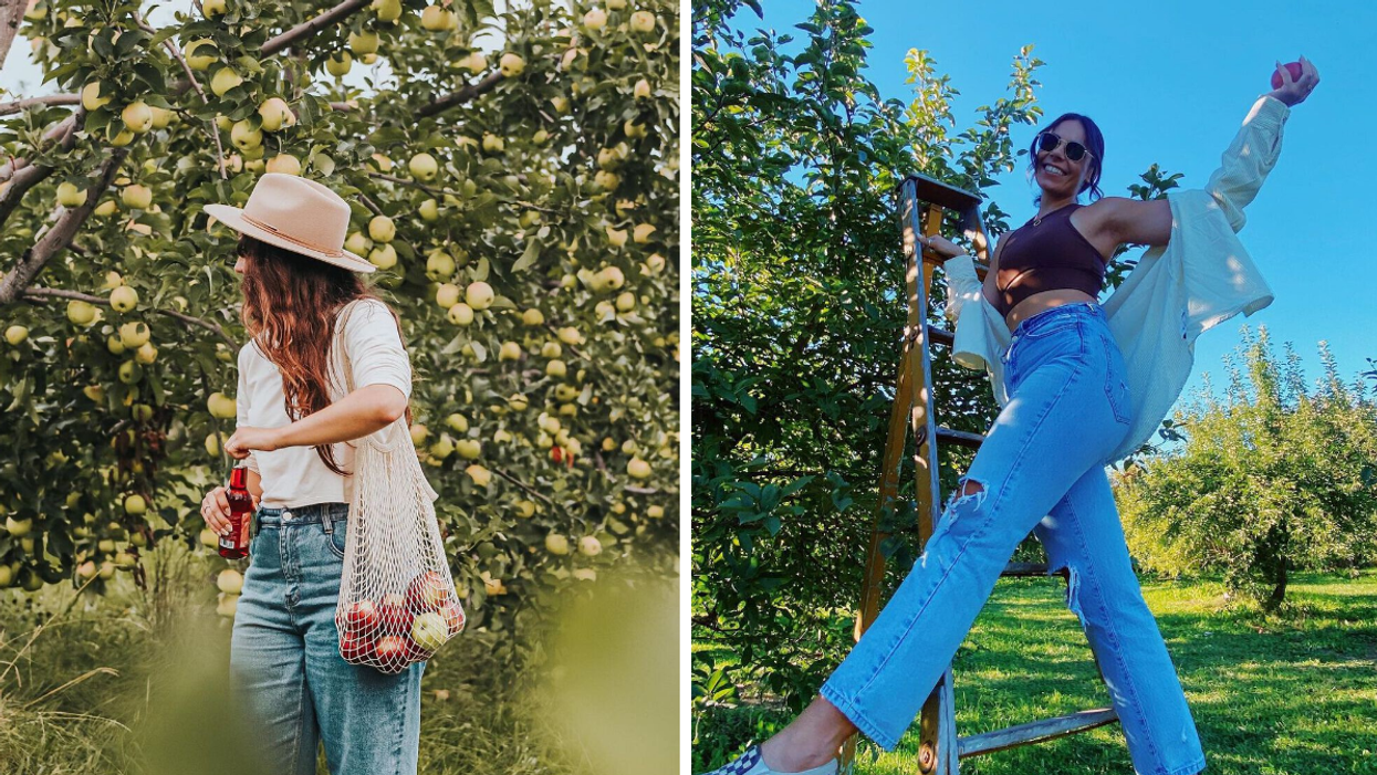 Girl drinking cider in an apple orchard. Right: Picking apples from an orchard near Ottawa.