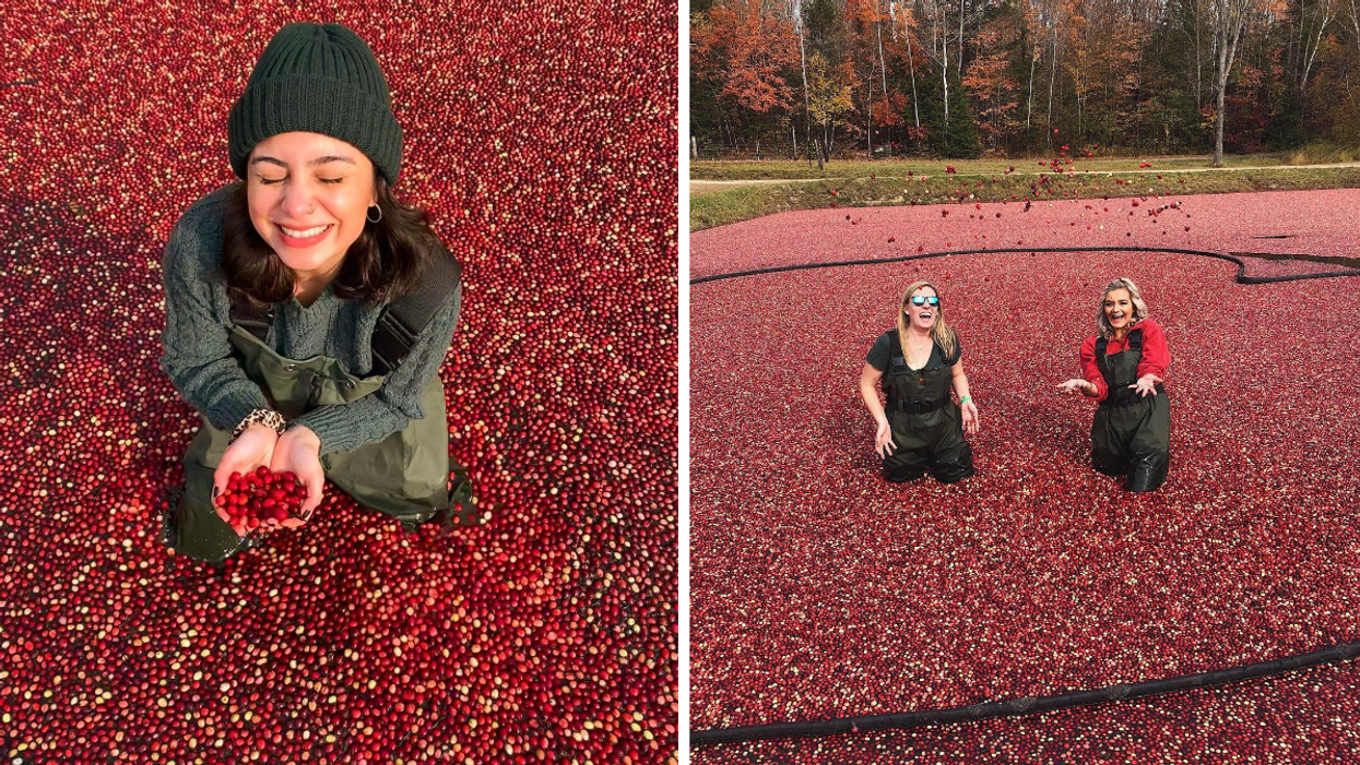 Girl holding fresh cranberries in a marsh. Right: Girls at a farm winery doing the Cranberry Plunge.