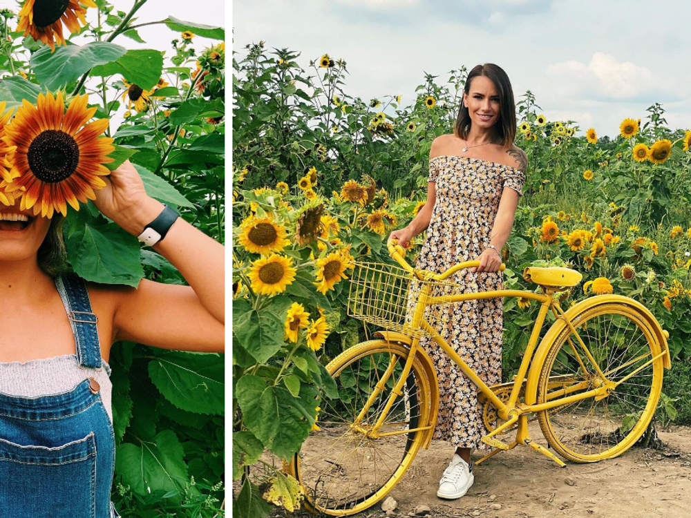 You Can Pick Sunflowers At This Ontario Farm For The First Time