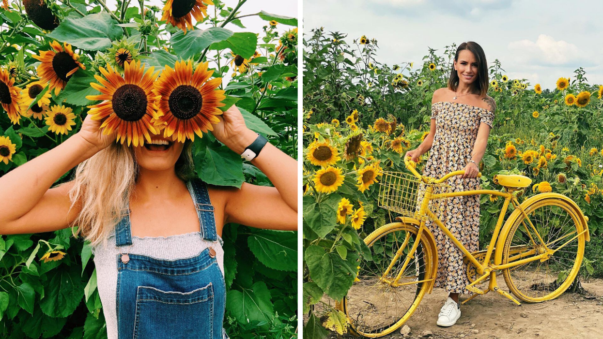 Girl smiling with dark orange sunflowers. Right: Yellow bike in an Ontario sunflower field.