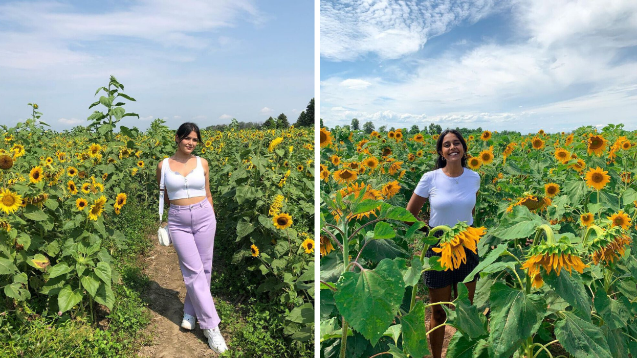 Girl standing in a sunflower maze field near Toronto.