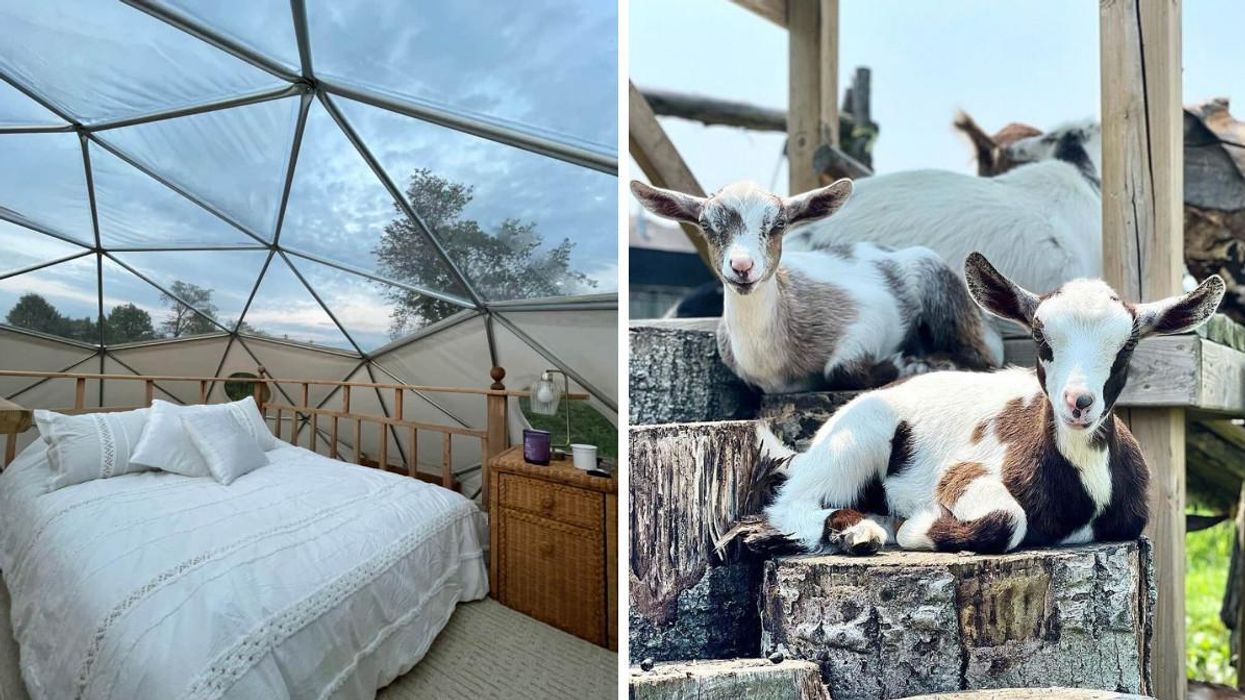 Glamping Near Toronto Lets You Sleep Under The Stars At A Goat Farm