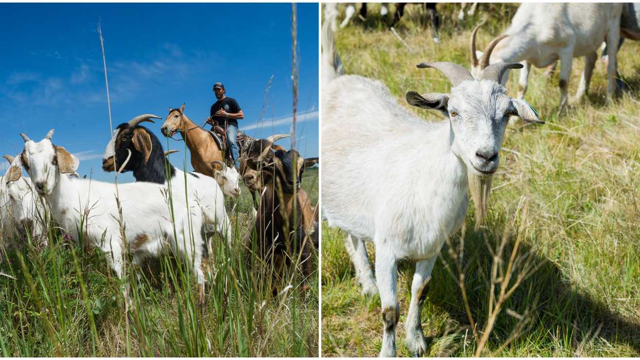 Goats In Calgary: 200 Goats Were Released This Week To Munch Up Invasive Weeds