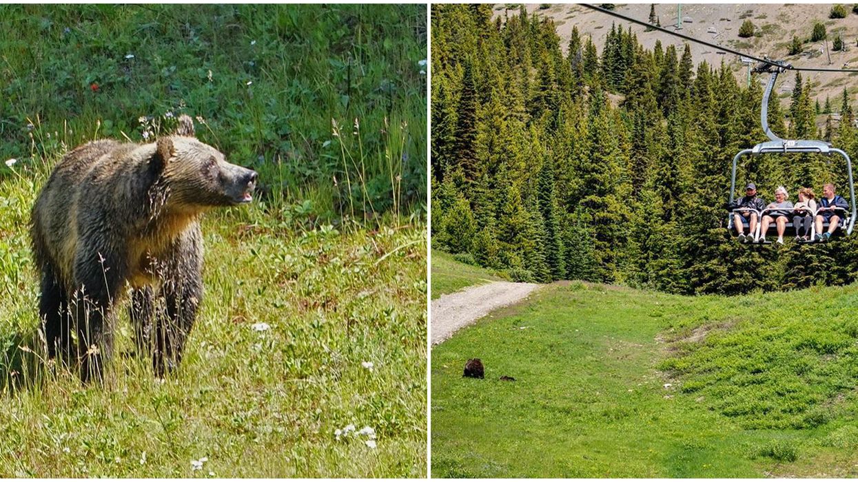 Gondola In Alberta Takes You Soaring Over Grizzly Bears This Summer (VIDEO)