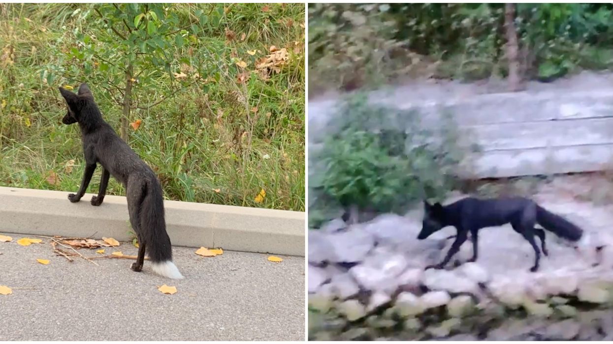 Gorgeous Black Foxes Keep Being Spotted All Over Toronto (PHOTOS)