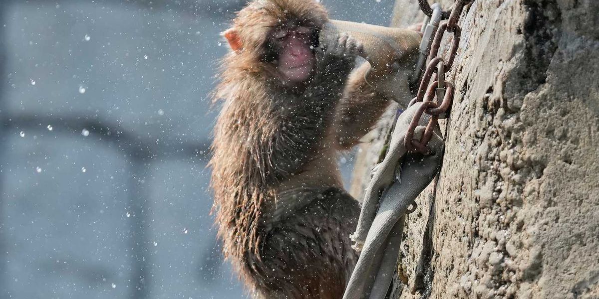 Granby Zoo warns visitors about contact with Japanese macaque after isolated incident Granby Zoo warns visitors about contact with Japanese macaque after isolated incident