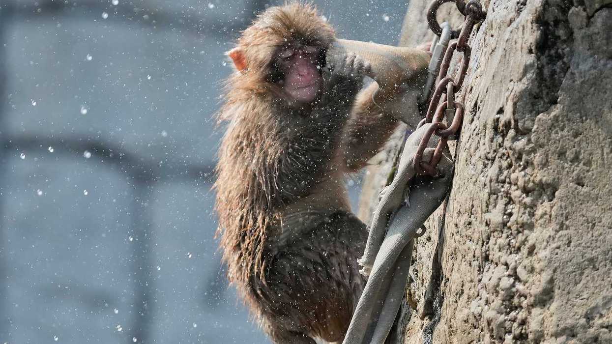 Granby Zoo warns visitors about Japanese macaque