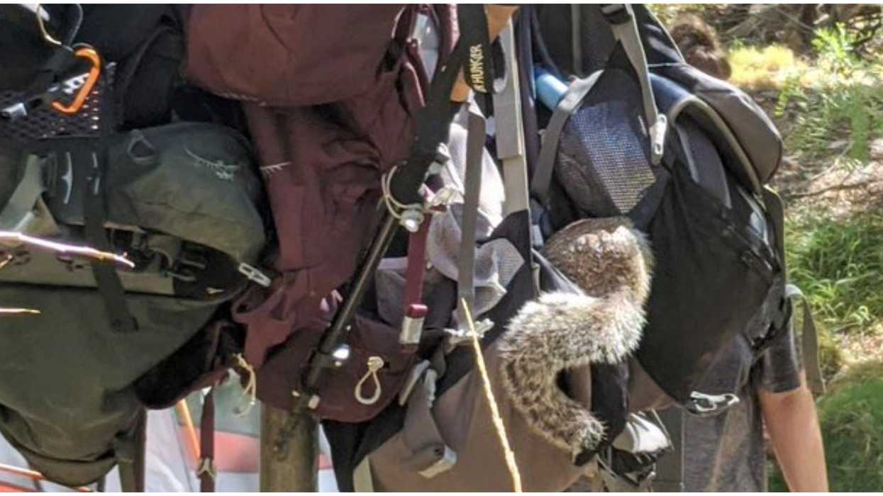 Grand Canyon National Park Squirrel Got Caught Breaking Into Bags In Search Of Food