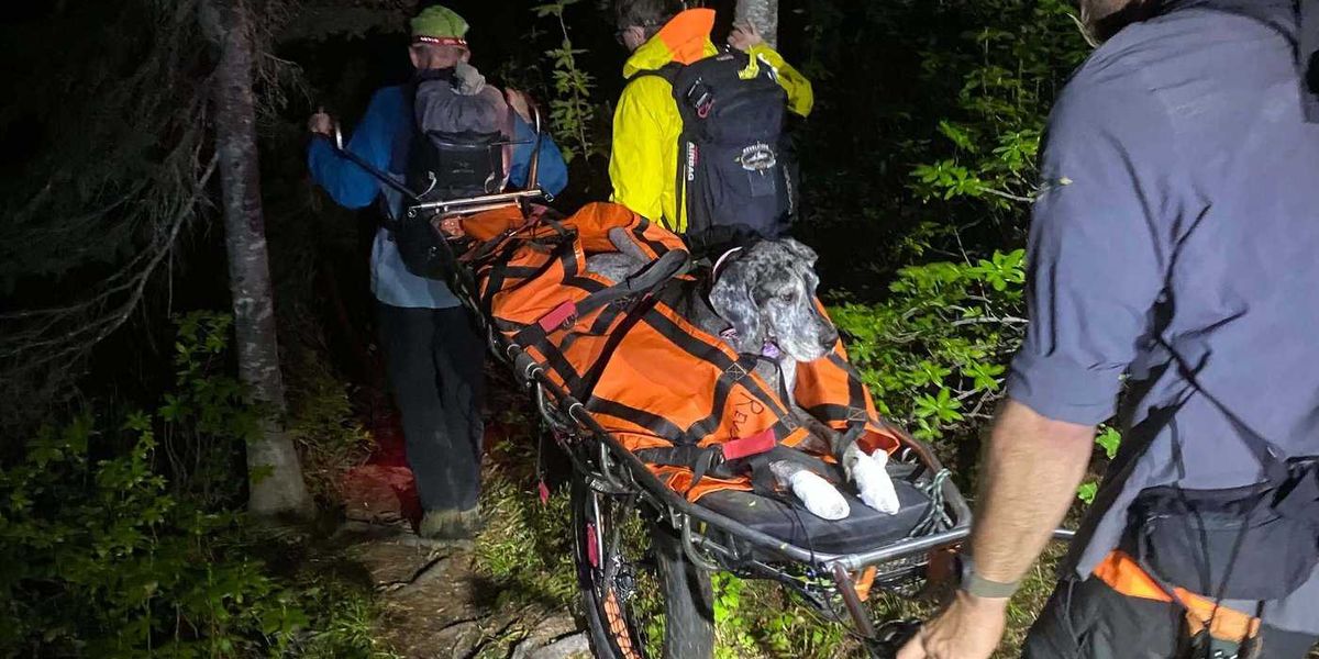 Great Dane stretchered off mountain near Revelstoke, B.C., in unusual rescue Great Dane stretchered off mountain near Revelstoke, B.C., in unusual rescue