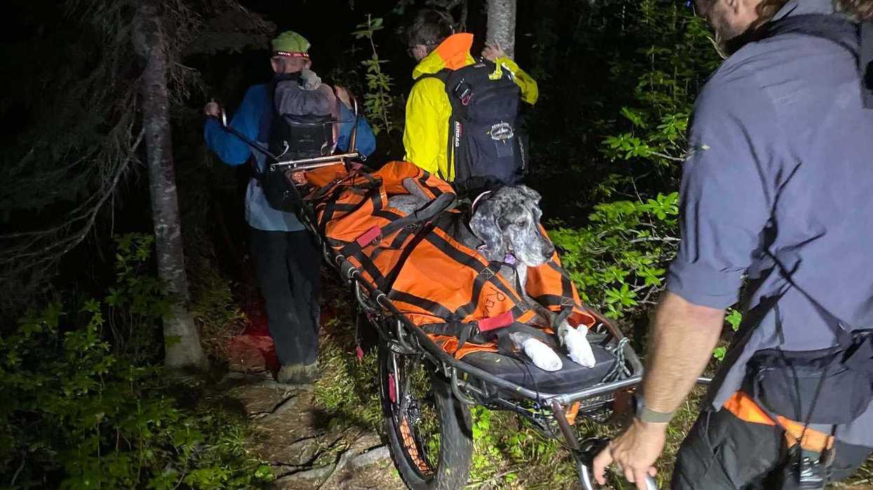 Great Dane stretchered off B.C. mountain in rescue