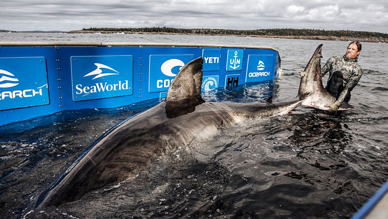 Great White Shark In Nova Scotia Waters Is Being Called The Queen Of The Ocean