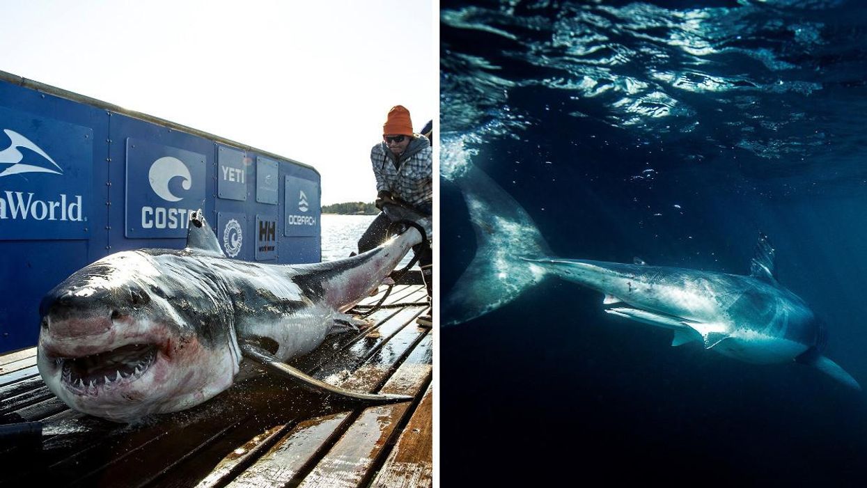 Great white shark Ironbound on the OCEARCH boat. Right: Great white shark swimming in the ocean.