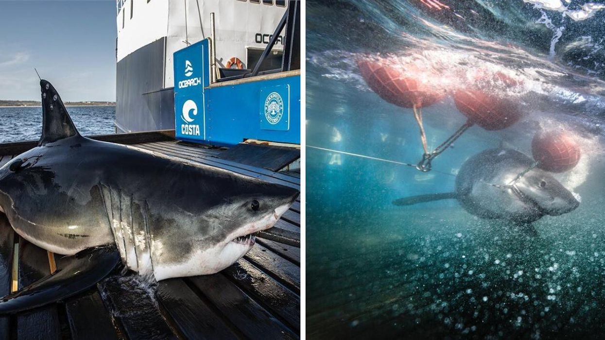 Great white shark Keji on an OCEARCH boat. Right: Over 1,000-pound great white shark Maple in the ocean.