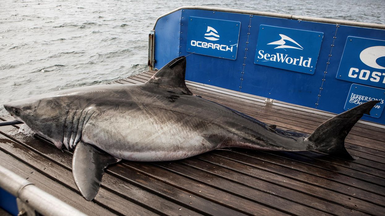 Great white shark Mahone that's swimming offshore in Canada.