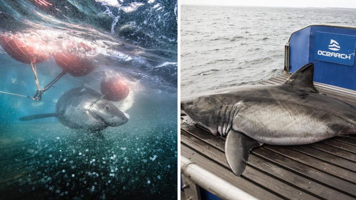 Great white shark Maple in the water. Right: 1,701-pound great white shark Mahone on an OCEARCH boat.