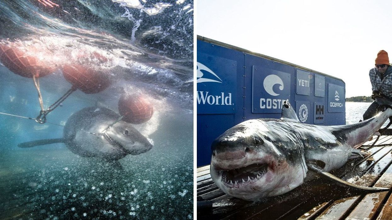 Great white shark named Maple in the ocean. Right: Great white shark named Ironbound on the deck of a research boat.