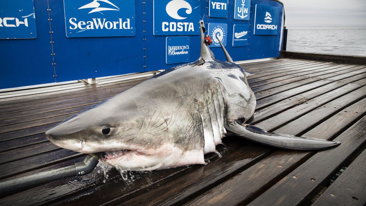 Great White Sharks Are Loving Nova Scotia Right Now & Some Of Them Are Massive