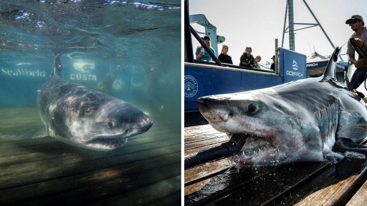 Great white sharks that were tagged by Ocearch in Atlantic Canada.