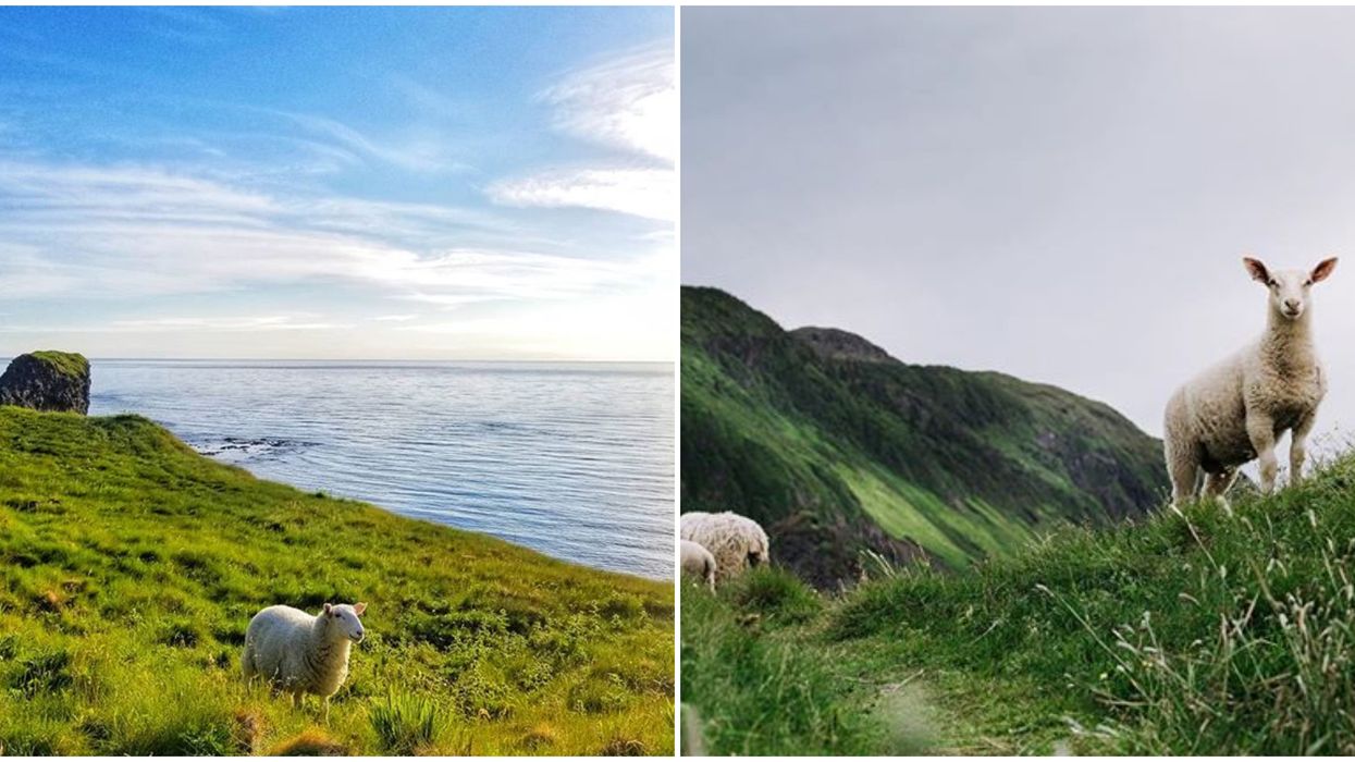 Green Gardens Trail In Newfoundland Has Adorable Sheep Along The Route