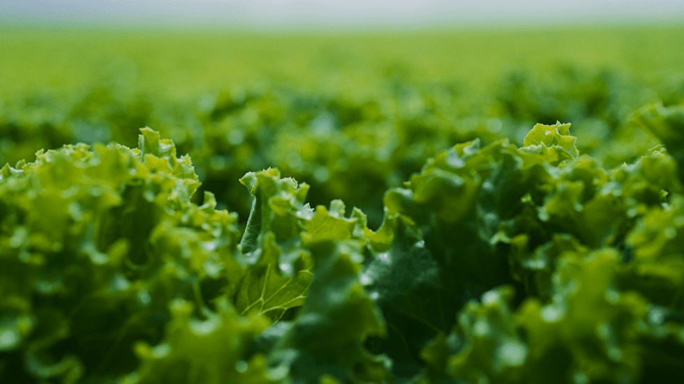 Green lettuce growing in a field.