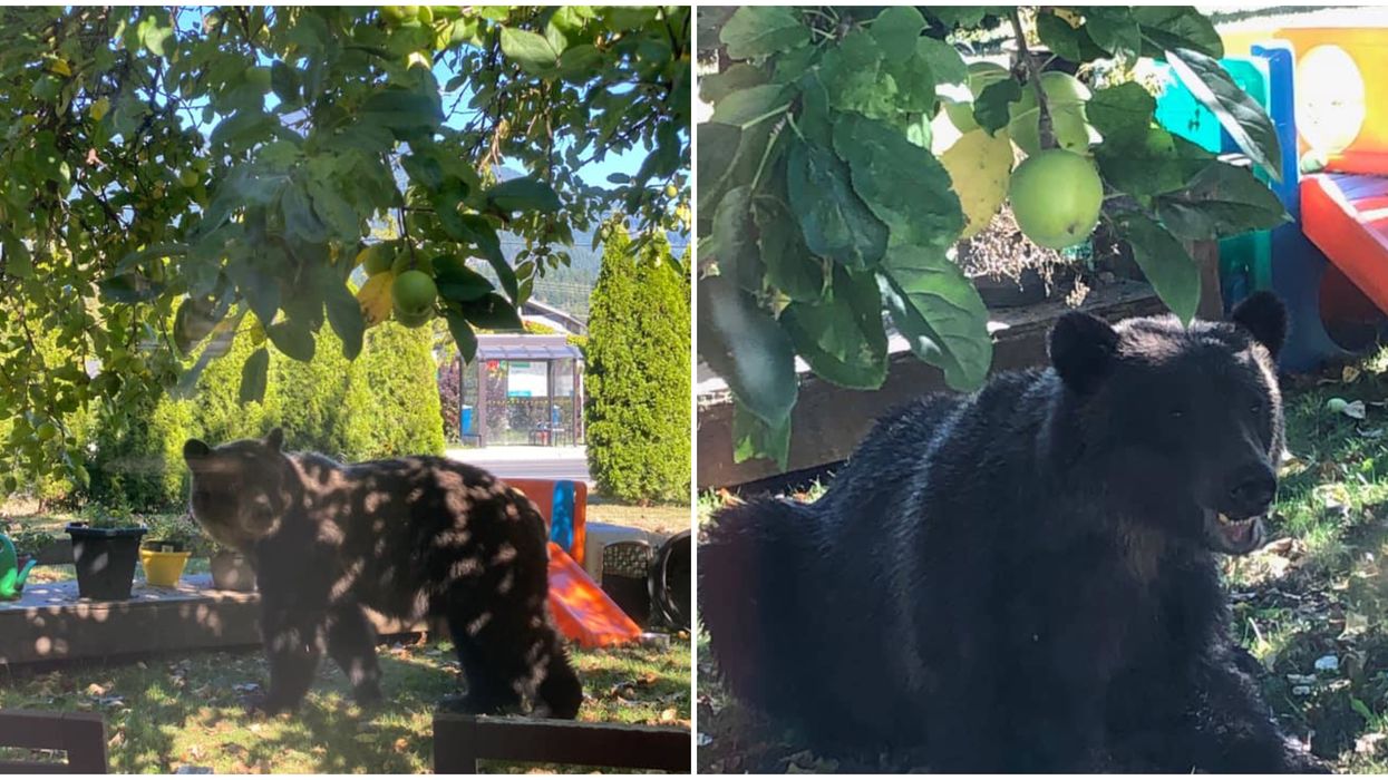 Grizzly Bear In Squamish Was Chilling In A Neighbourhood & Eating Fruit