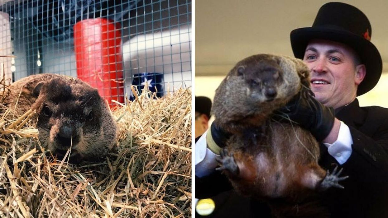 Groundhog Day 2022 Is Cancelled In This US Town After Its Celebrity Rodent Suddenly Died