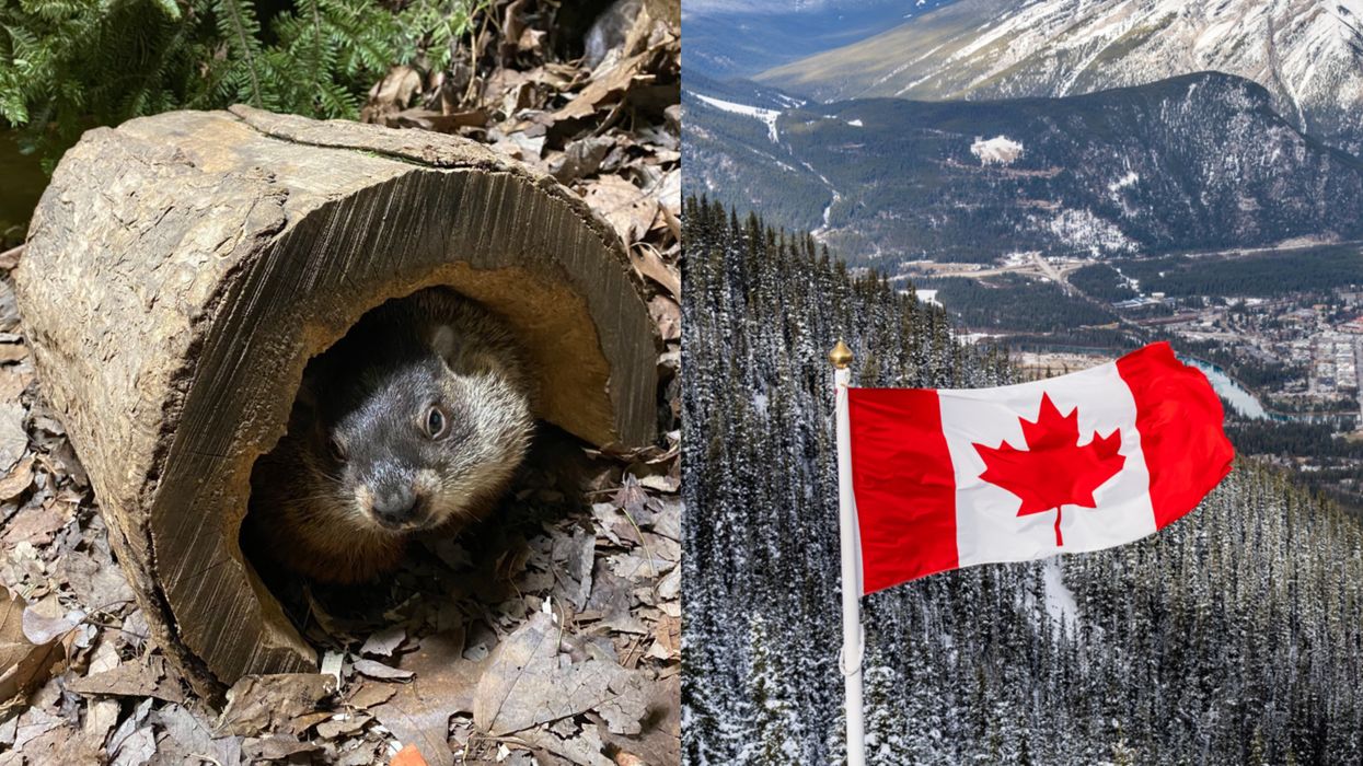 Groundhog Day In Canada 2021 Is Showing Signs Of Good News For Canadians Who Hate Winter